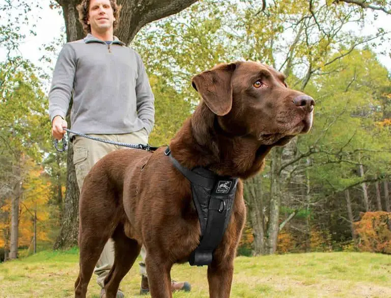 The 11 Best Dog Harness In 2023