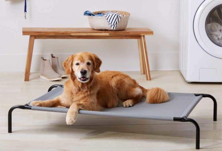 The 11 Best Elevated Dog Beds 2022