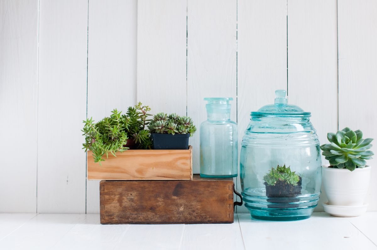 Charming Succulents for Kitchen Decor