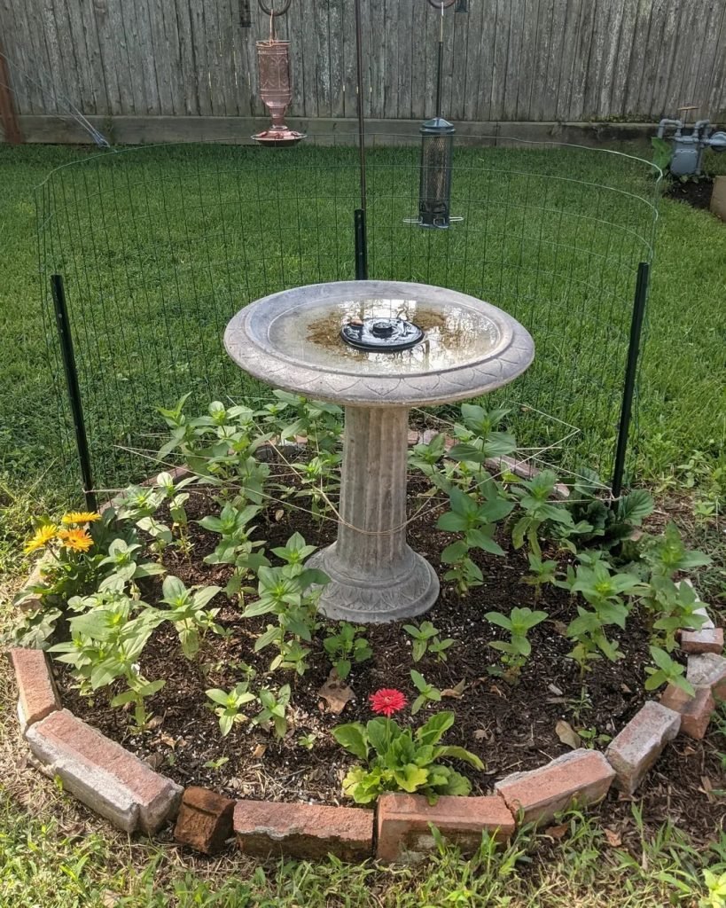 Bird Feeder for Butterfly Garden