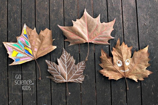 Leaf Vein Painting Activity