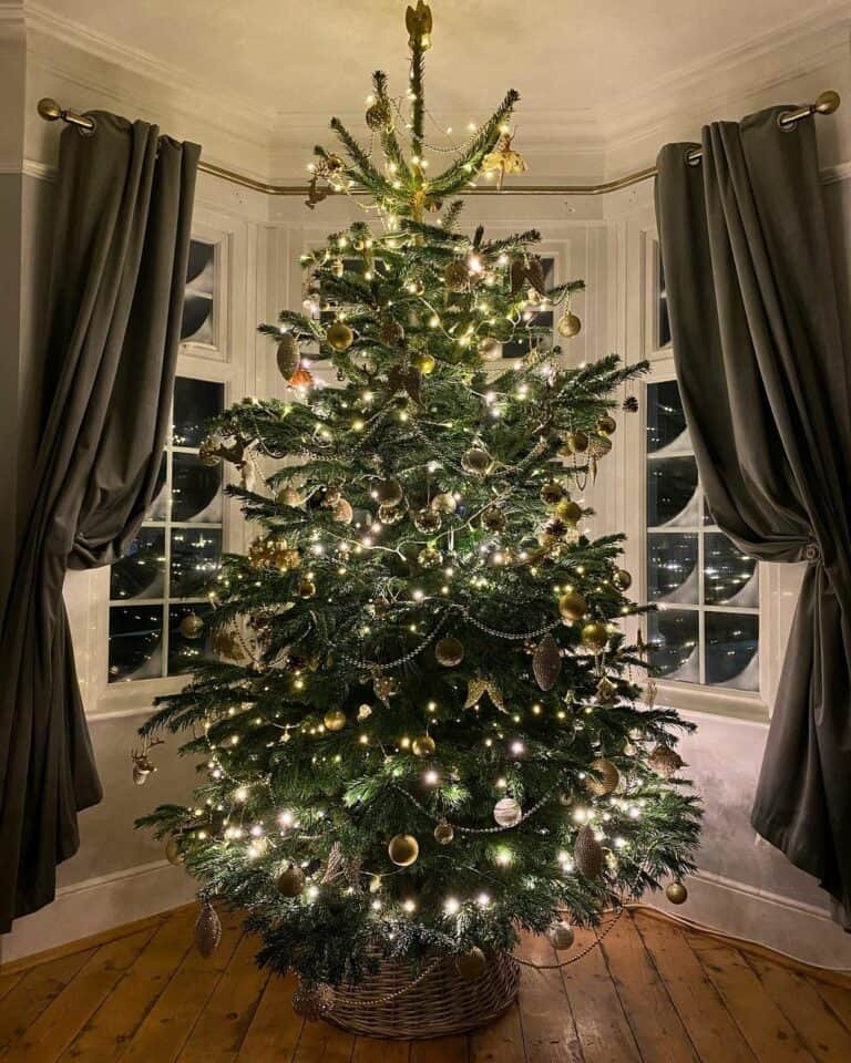 Christmas Trees for Dark Rooms