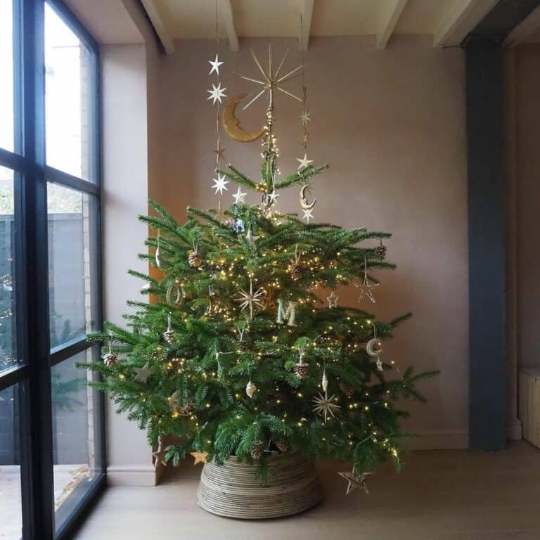 Natural Tree Display