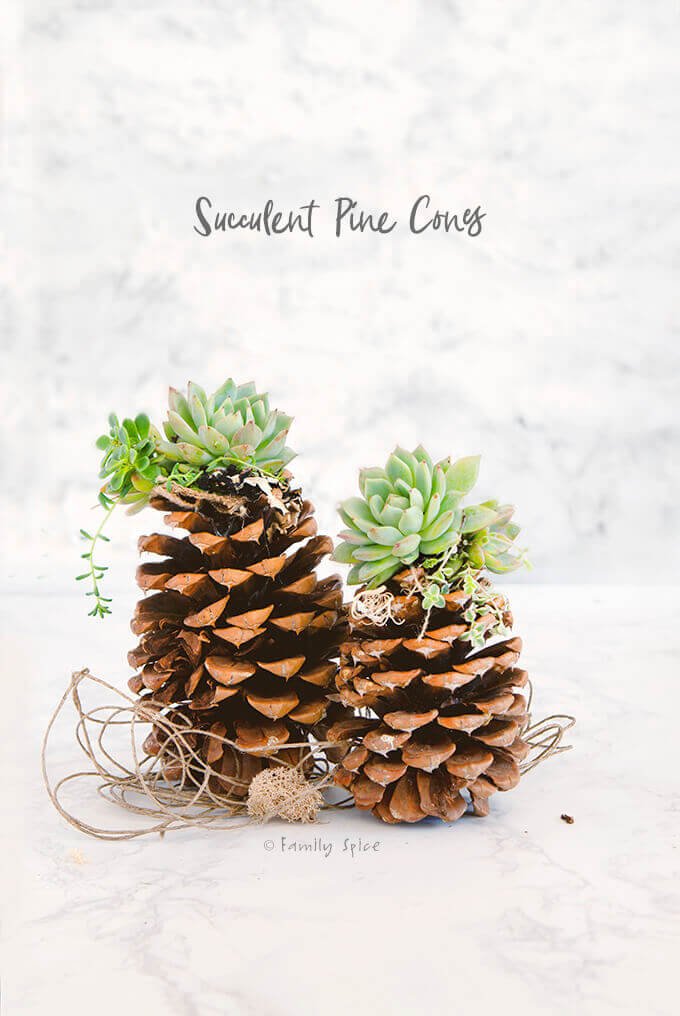 Pinecone Succulent Craft