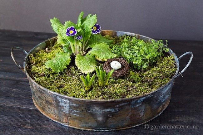 Moss Centerpiece