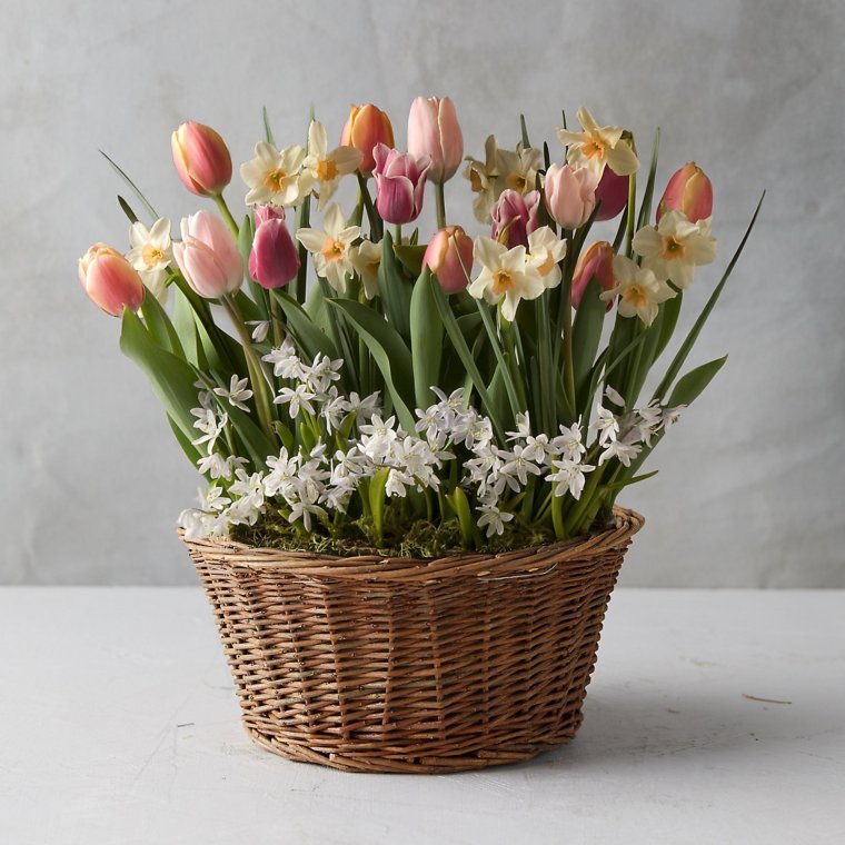 Tulip Basket Arrangement